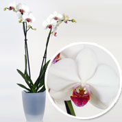 Orchid White + Cachepot Transparent